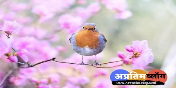 कविता चिड़िया और सूरज | Kavita Chidiya Aur Suraj