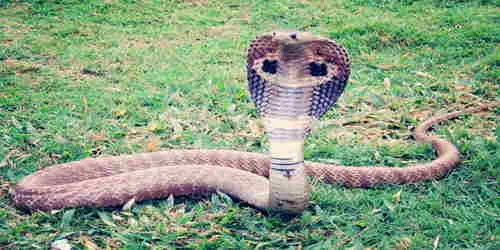 किंग कोबरा ( King Cobra )
