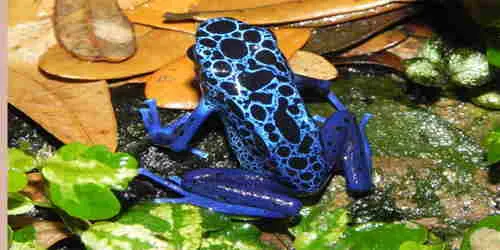 जहर फेंकू मेंढक ( Poison Dart Frog )