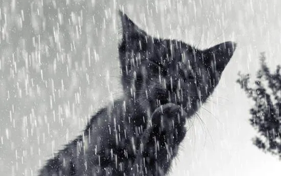 cat in rain